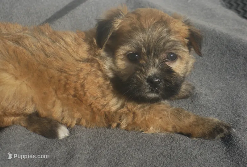AKC Female 3 – Havanese puppy for sale in Wilson, NY