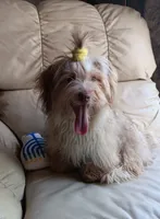 AKC Female, a female Havanese for sale in Wilson, NY – 3 of 7