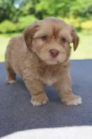 AKC Male 2, a male Havanese for sale in Wilson, NY – 2 of 7