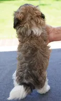 AKC Female 6, a female Havanese for sale in Wilson, NY – 3 of 5