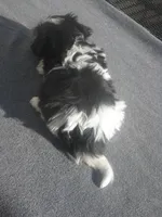 AKC Female 5 on hold, a female Havanese for sale in Wilson, NY – 4 of 10