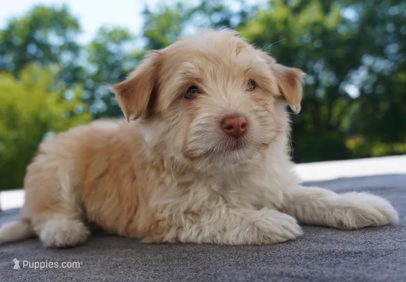 AKC Male 1 – Havanese puppy for sale in Wilson, NY