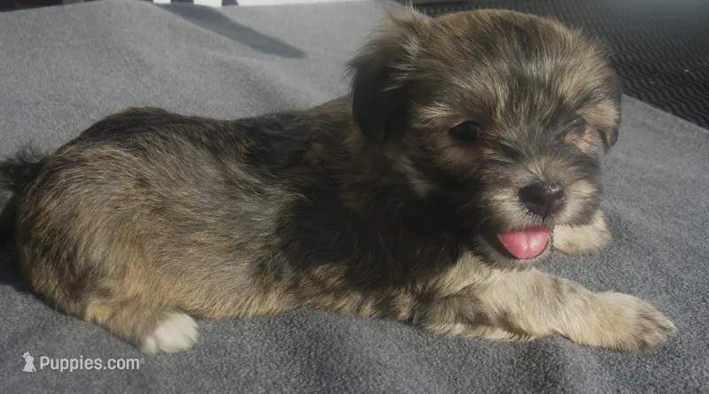 AKC Male 4 – Havanese puppy for sale in Wilson, NY