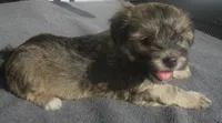 AKC Male 4, a male Havanese for sale in Wilson, NY – 1 of 5
