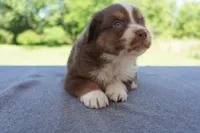 AKC RTM , a male Australian Shepherd for sale in Wilson, NY – 5 of 5