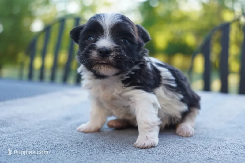 AKC Female 5 – Havanese puppy for sale in Wilson, NY