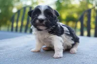 AKC Female 5, a female Havanese for sale in Wilson, NY – 1 of 7