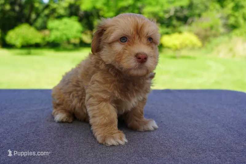 AKC Male 2 – Havanese puppy for sale in Wilson, NY