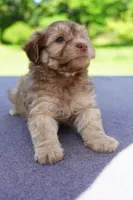 AKC Male 3, a male Havanese for sale in Wilson, NY – 3 of 5