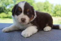 AKC RTM 2 Long Tail, a male Australian Shepherd for sale in Wilson, NY – 5 of 5