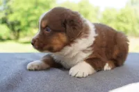AKC RTM , a male Australian Shepherd for sale in Wilson, NY – 3 of 5