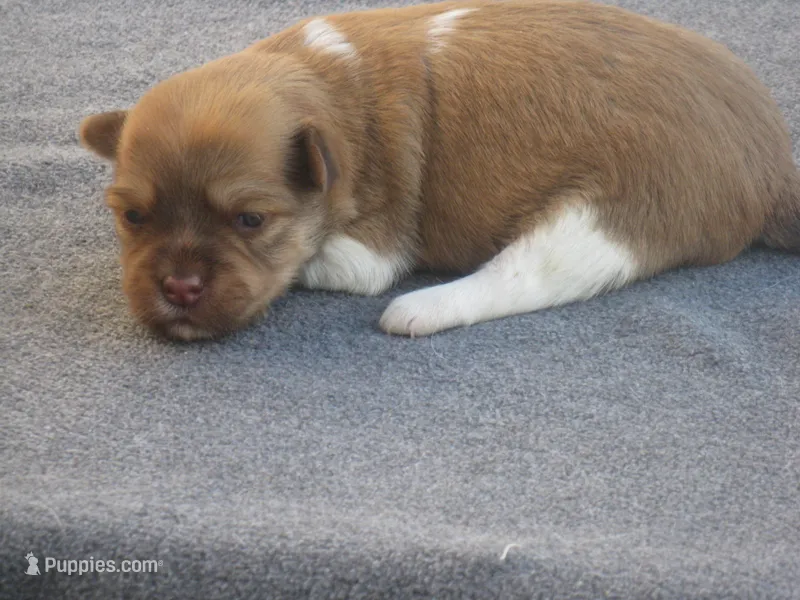 AKC Female 1 – Havanese puppy for sale in Wilson, NY