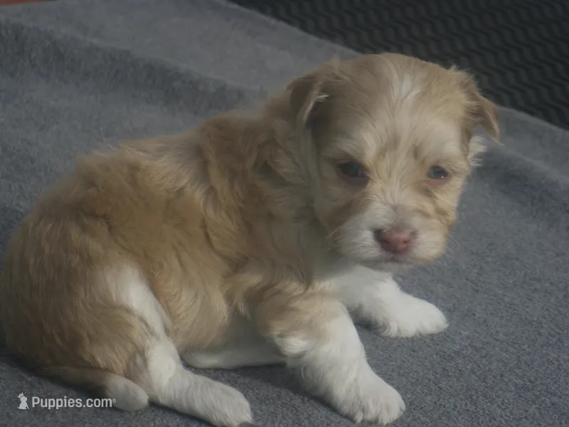 AKC Male 1 – Havanese puppy for sale in Wilson, NY