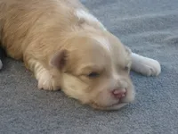 AKC Male 1, a male Havanese for sale in Wilson, NY – 2 of 6