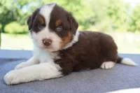 AKC RTM 2 Long Tail, a male Australian Shepherd for sale in Wilson, NY – 2 of 5