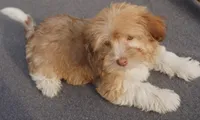 AKC Female , a female Havanese for sale in Wilson, NY – 4 of 4