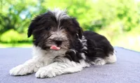 AKC Female 5 on hold, a female Havanese for sale in Wilson, NY – 10 of 10