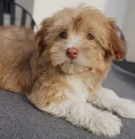AKC Female , a female Havanese for sale in Wilson, NY – 3 of 4