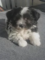 AKC Female 5 on hold, a female Havanese for sale in Wilson, NY – 3 of 10