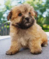 AKC Female 3, a female Havanese for sale in Wilson, NY – 2 of 5