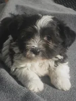 AKC Female 5 on hold, a female Havanese for sale in Wilson, NY – 2 of 10