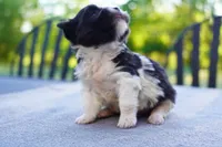 AKC Female 5, a female Havanese for sale in Wilson, NY – 4 of 7