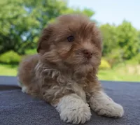 AKC Female 2, a female Havanese for sale in Wilson, NY – 3 of 5