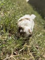 Girly, a female Shih Tzu for sale in Castaic, CA – 3 of 5