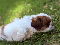 Pudgy, a male Shih Tzu for sale in Castaic, CA – 7 of 10