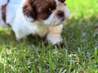 Twinkle, a female Shih Tzu for sale in Castaic, CA – 5 of 10