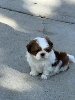 Pudgy, a male Shih Tzu for sale in Castaic, CA – 2 of 10