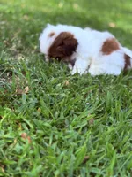 Pudgy, a male Shih Tzu for sale in Castaic, CA – 3 of 10