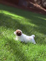 Twinkle, a female Shih Tzu for sale in Castaic, CA – 8 of 10