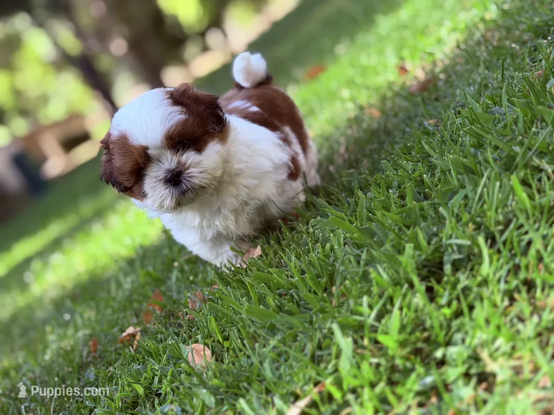 Pudgy – Shih Tzu puppy for sale in Castaic, CA