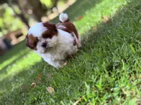 Pudgy, a male Shih Tzu for sale in Castaic, CA – 10 of 10
