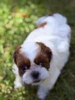 Twinkle, a female Shih Tzu for sale in Castaic, CA – 2 of 10