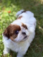 Twinkle, a female Shih Tzu for sale in Castaic, CA – 4 of 10