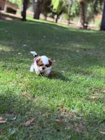 Pudgy, a male Shih Tzu for sale in Castaic, CA – 9 of 10