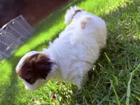 Twinkle, a female Shih Tzu for sale in Castaic, CA – 3 of 10