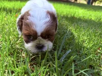 Twinkle, a female Shih Tzu for sale in Castaic, CA – 10 of 10