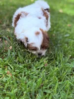 Pudgy, a male Shih Tzu for sale in Castaic, CA – 8 of 10