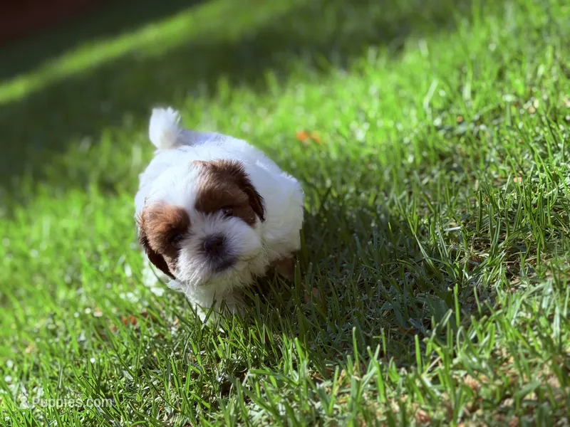Twinkle – Shih Tzu puppy for sale in Castaic, CA