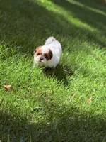 Twinkle, a female Shih Tzu for sale in Castaic, CA – 9 of 10