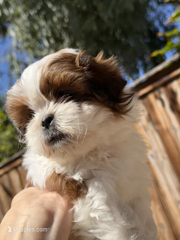 Girly – Shih Tzu puppy for sale in Castaic, CA
