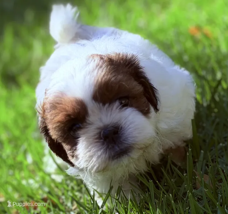 Twinkle – Shih Tzu puppy for sale in Castaic, CA