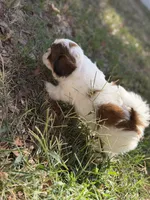 Girly, a female Shih Tzu for sale in Castaic, CA – 5 of 5