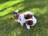 Pudgy, a male Shih Tzu for sale in Castaic, CA – 5 of 10