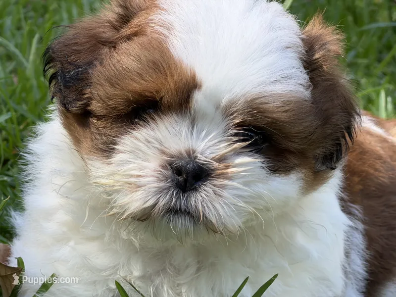 Pudgy – Shih Tzu puppy for sale in Castaic, CA