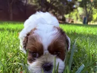 Twinkle, a female Shih Tzu for sale in Castaic, CA – 7 of 10
