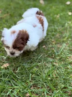 Pudgy, a male Shih Tzu for sale in Castaic, CA – 4 of 10